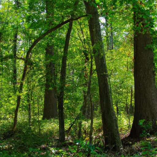 Wooded forest parcel in Allen County, IN