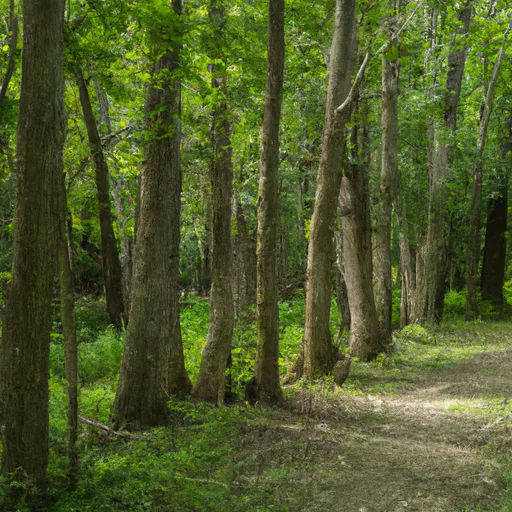 Wooded forest parcel in St. Joseph County, IN