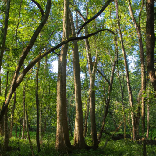 Wooded forest parcel in Tippecanoe County, IN