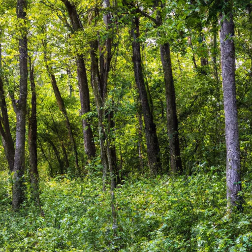 Wooded forest parcel in Vanderburgh County, IN